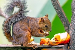 Variegated Squirrel [Sciurus variegatoides thomasi]