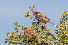 PASSERIDAE & PLOCEIDAE