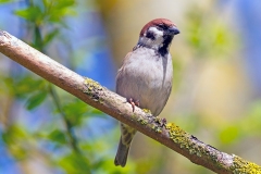 Eurasian Tree Sparrow [Passer montanus montanus]
