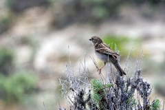 House Sparrow [Passer domesticus balearoibericus]
