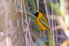 Black-headed Weaver [Ploceus melanocephalus]