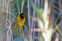 Black-headed Weaver [Ploceus melanocephalus]