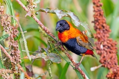 Southern Red Bishop [Euplectes orix]