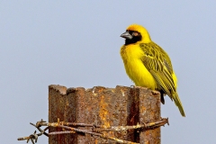 Southern Masked Weaver [Ploceus velatus]
