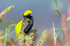 Yellow-crowned Bishop [Euplectes afer taha]