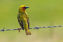 Cape Weaver [Ploceus capensis]