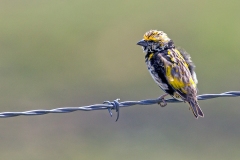 Yellow-crowned Bishop [Euplectes afer taha]