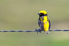 Yellow-crowned Bishop [Euplectes afer taha]