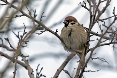Eurasian Tree Sparrow [Passer montanus montanus]