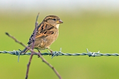 House Sparrow [Passer domesticus domesticus]