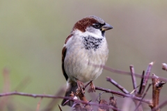 House Sparrow [Passer domesticus domesticus]