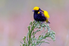 Yellow-crowned Bishop [Euplectes afer taha]