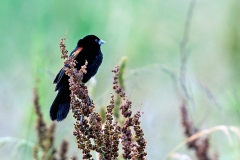 Fan-tailed Widowbird [Euplectes axillaris axillaris]