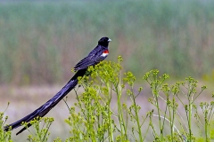 Long-tailed Widowbird [Euplectes progne progne]