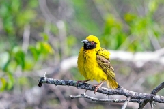 Village Weaver [Ploceus cucullatus spilonotus]