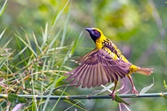 Village Weaver [Ploceus cucullatus spilonotus]