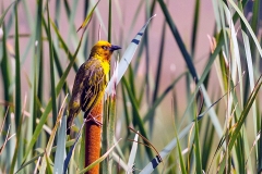 Cape Weaver [Ploceus capensis]