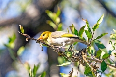 Red-headed Weaver [Anaplectes rubriceps rubriceps]
