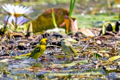 Katanga Masked Weaver [Ploceus katangae katangae]