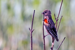 Long-tailed Widowbird [Euplectes progne progne]