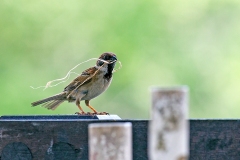 Eurasian Tree Sparrow [Passer montanus malaccensis]