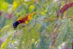 Golden-backed Weaver [Ploceus jacksoni]