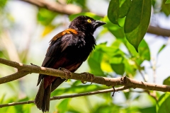Chestnut-and-black Weaver [Ploceus castaneofuscus]