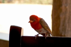 Red-headed Weaver [Anaplectes rubriceps rubriceps]