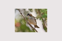 White-browed Sparrow-Weaver [Plocepasser mahali pectoralis]