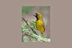 Little Weaver [Ploceus luteolus kavirondensis]