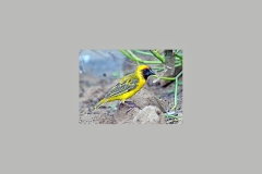 Northern Masked Weaver [Ploceus taeniopterus taeniopterus]