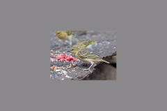 Northern Masked Weaver [Ploceus taeniopterus taeniopterus]