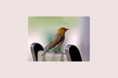 Red-headed Weaver [Anaplectes rubriceps rubriceps]