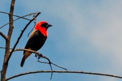 Black-winged Red Bishop [Euplectes hordeaceus hordeaceus]