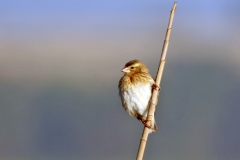 Southern Red Bishop [Euplectes orix]