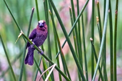 Thick-billed Weaver [Amblyospiza albifrons woltersi]