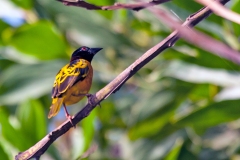 Village Weaver [Ploceus cucullatus cucullatus]