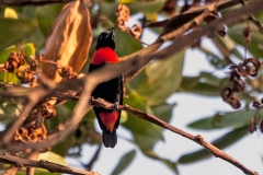 Red-vented Malimbe [Malimbus scutatus scutatus]