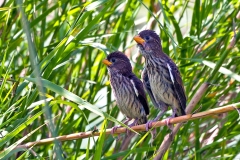Thick-billed Weaver [Amblyospiza albifrons woltersi]