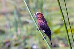 Thick-billed Weaver [Amblyospiza albifrons woltersi]
