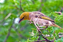Village Weaver [Ploceus cucullatus spilonotus]