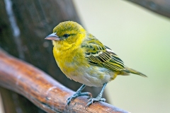 Lesser Masked Weaver [Ploceus intermedius cabanisii]