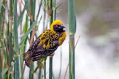 Village Weaver [Ploceus cucullatus spilonotus]