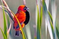 Southern Red Bishop [Euplectes orix]