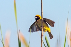 Southern Masked Weaver [Ploceus velatus]