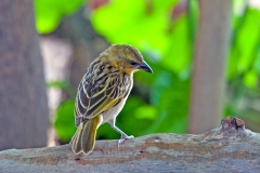 Southern Brown-throated Weaver [Ploceus xanthopterus]