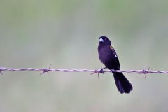 White-winged Widowbird [Euplectes albonotatus albonotatus]