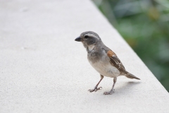 Cape Sparrow [Passer melanurus melanurus]