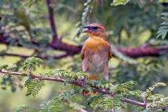 Southern Brown-throated Weaver [Ploceus xanthopterus]