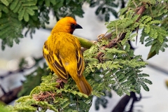 Southern Brown-throated Weaver [Ploceus xanthopterus]